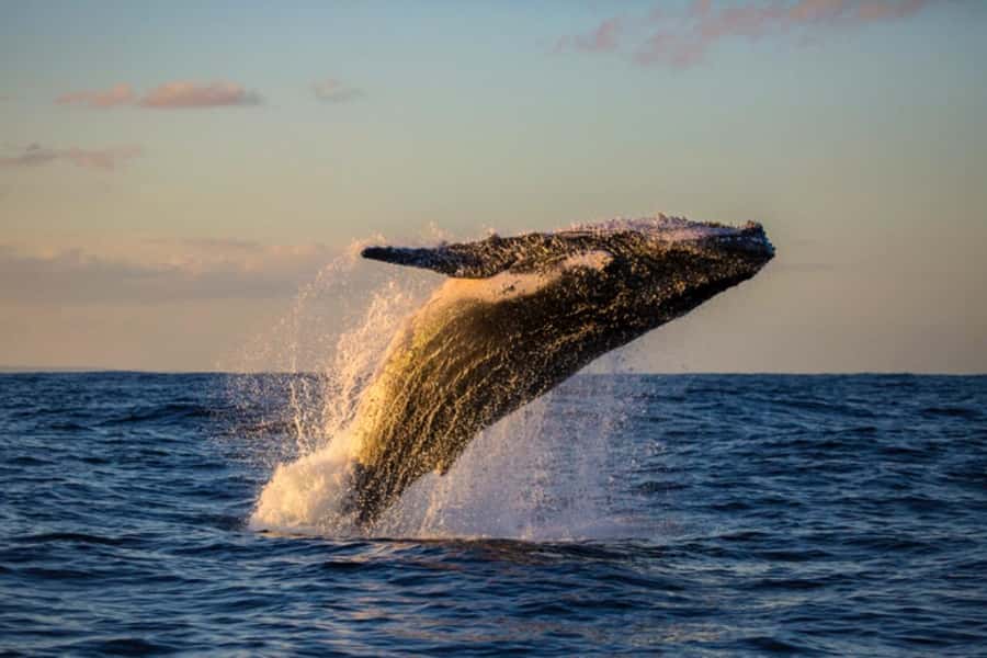 Waikiki: Sunset Whale Watching with 2 Drinks (BYOB-Friendly) - Meeting Point and Transportation in Waikiki