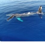 Waikiki Whale Watching - The Scenic Waters of Waikiki and Diamond Head