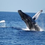 Waikiki Whale Watching Cruise with Snack & Hula Entertainment - Onboard Hawaiian Cultural Performances