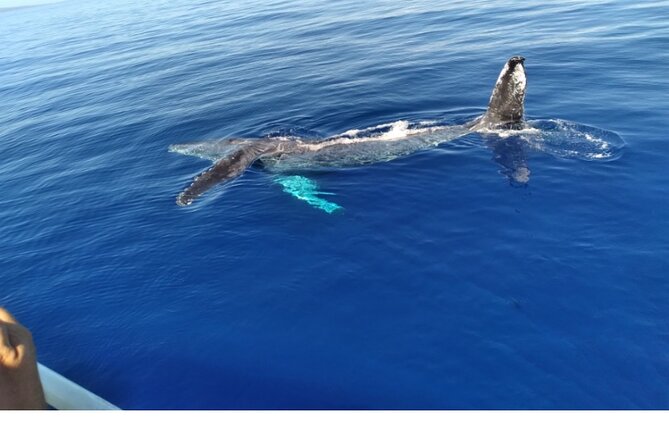 Waikiki Whale Watching - The Scenic Waters of Waikiki and Diamond Head