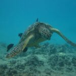 Waikoloa Catamaran Morning Snorkel Inluding Lunch - Meeting Point and Accessibility in Waimea