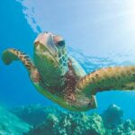 Waikoloa Turtle Catamaran Snorkel Sail - The Catamaran: Spirit of Aloha and Its Comforts