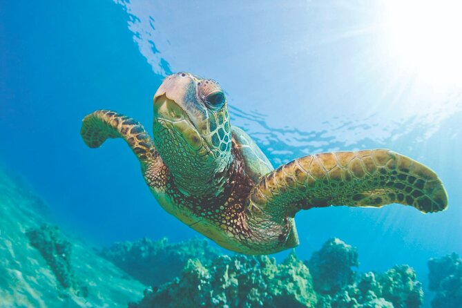 Waikoloa Turtle Catamaran Snorkel Sail - The Catamaran: Spirit of Aloha and Its Comforts