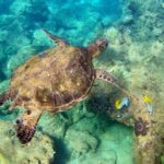 Wailea Beach: Snorkeling for Non-Swimmers Guided Tour - Starting Point at Wailea Beach with Easy Access