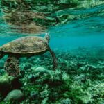 Wailea: Turtle Town Snorkeling Trip with Photo and Video - Starting Point and Group Size for a Personalized Experience