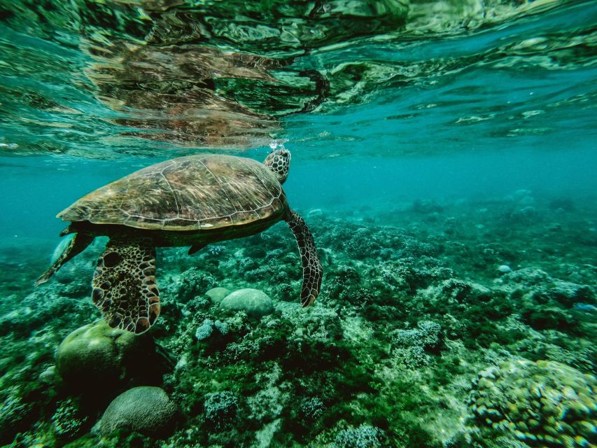 Wailea: Turtle Town Snorkeling Trip with Photo and Video - Starting Point and Group Size for a Personalized Experience