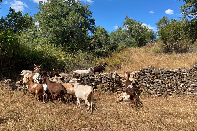 Walk in the Hills with Goat Herder-Local Honey, Wine and Cheese Tasting - Local Honey, Wine, and Cheese Tasting Outdoors