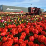 Warmond: Kagerplassen Cruise with "Tulip Experience" Ticket - Visiting the Tulip Experience in Noordwijkerhout