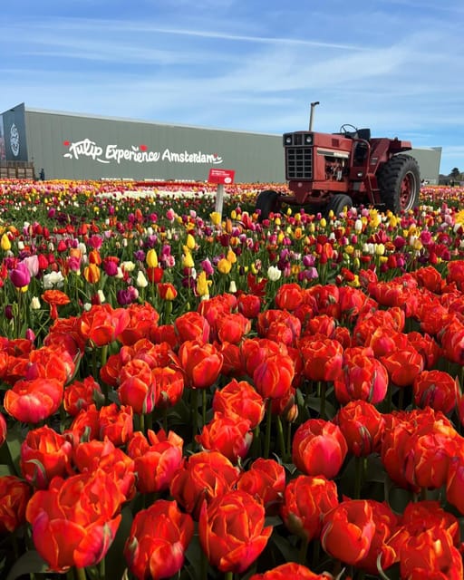 Warmond: Kagerplassen Cruise with "Tulip Experience" Ticket - Visiting the Tulip Experience in Noordwijkerhout