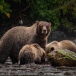 Waterfall Creek Brown Bear Viewing Juneau - All-Inclusive Experience with Expert Guides and Equipment