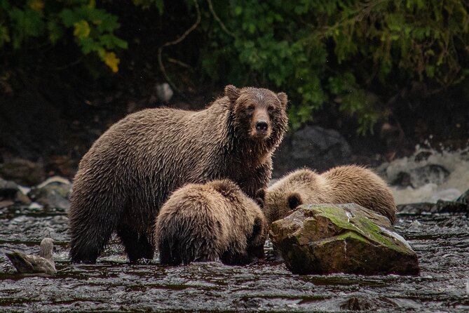Waterfall Creek Brown Bear Viewing Juneau - All-Inclusive Experience with Expert Guides and Equipment