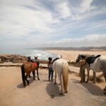Welcome to Carrapateira Horse Riding Tour - The Scenic Route Along Portugal’s Vicentine Coast