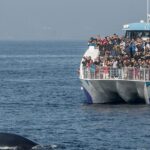 West Harbor LA Whale and Dolphin Watching Cruise - Marine Life Encounters: Whales and Dolphins