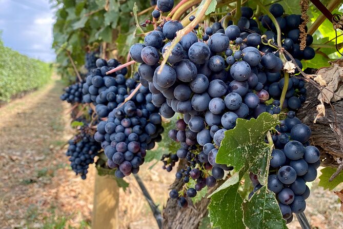 West Kelowna Half-Day Guided Wine Tour With 4 Wineries - Worth Booking Directly for Better Rates