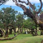 West Madeira:, Laurel Forest, Waterfall, Rock Pools, Walk - Key Points