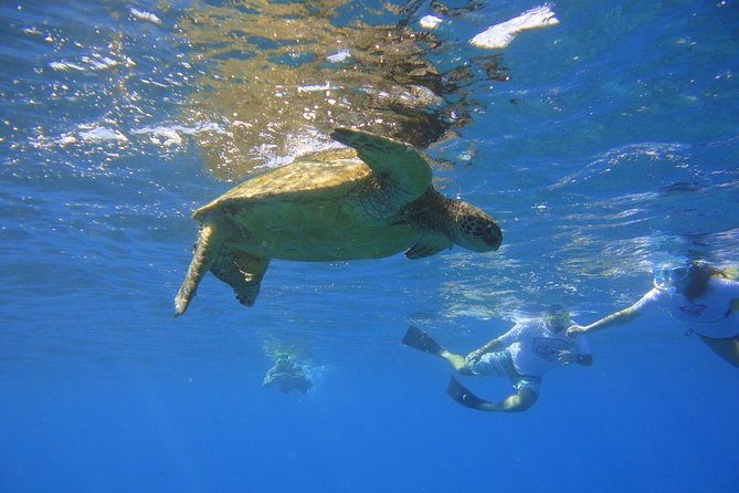 West Maui Snorkeling Experience by Boat from Ka'anapali - Snorkeling with Sea Turtles and Marine Life