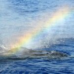 West Oahu Whale Watching Excursion - What to Expect on the Whale Watching Vessel