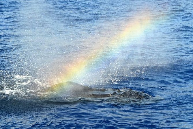 West Oahu Whale Watching Excursion - What to Expect on the Whale Watching Vessel