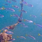 West Palm Beach: Beginner Jet Snorkel Tour with Videos - Starting Point at Phil Foster Beach Park in West Palm Beach