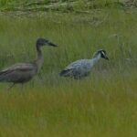 Wetlands Safari Eco-Cruise in Cape May (Birding By Boat) - From the Dock to the Wetlands: Meeting Details