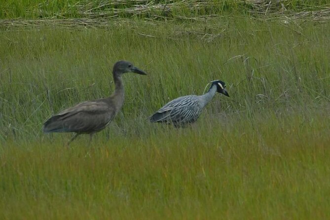 Wetlands Safari Eco-Cruise in Cape May (Birding By Boat) - From the Dock to the Wetlands: Meeting Details