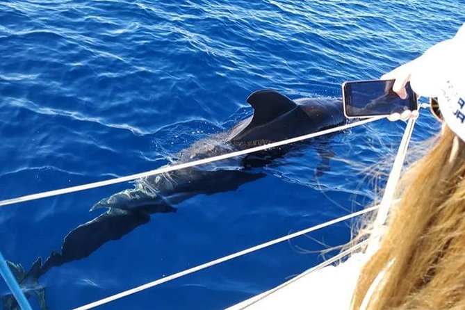 Whale and Dolphin Small Group Sailing from Tenerife South - How the Tour Ensures Successful Whale and Dolphin Sightings
