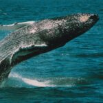Whale and Dolphin Watching Cruise from Cape May - Marine Life You Can Expect to See