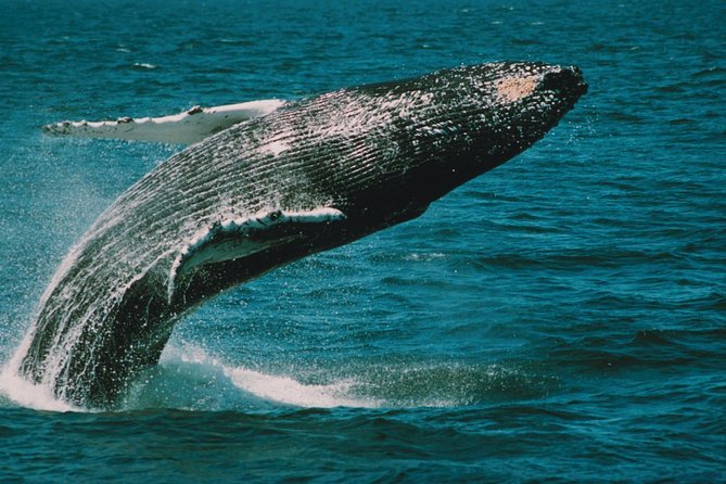 Whale and Dolphin Watching Cruise from Cape May - Marine Life You Can Expect to See