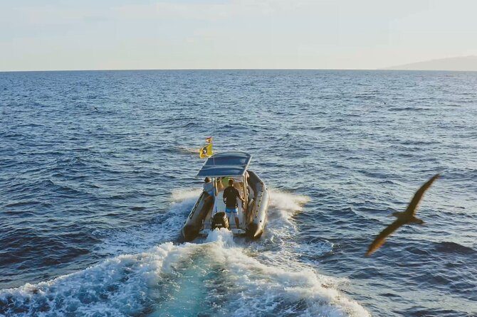 Whale and Dolphin Watching EcoAdventure in Tenerife - What to Expect During the Two-Hour EcoTour