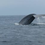 Whale and Dolphin Watching in San Diego - Cost, Booking, and Cancellation Policy