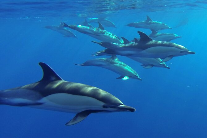 Whale and Dolphin Watching Tour from Funchal - Close-Up Sightings of Bottlenose Dolphins and Sperm Whales