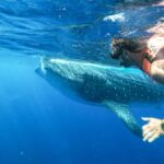 Whale Shark Adventure from Isla Mujeres - Starting Point at Black Pearl Dock in Isla Mujeres