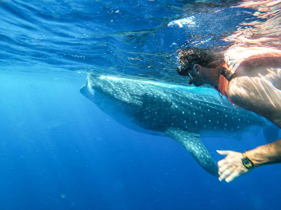 Whale Shark Adventure from Isla Mujeres - Starting Point at Black Pearl Dock in Isla Mujeres