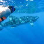 Whale Shark Adventure in Isla Mujeres and Cancun - Starting Point and Transportation Details in Isla Mujeres
