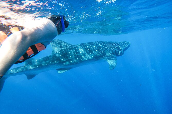 Whale Shark Adventure in Isla Mujeres and Cancun - Starting Point and Transportation Details in Isla Mujeres