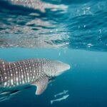 Whale Shark Adventure with a Marine Biologist - Starting Point and Schedule at Playa SN-C RESTAURANT BAR LA COSTA