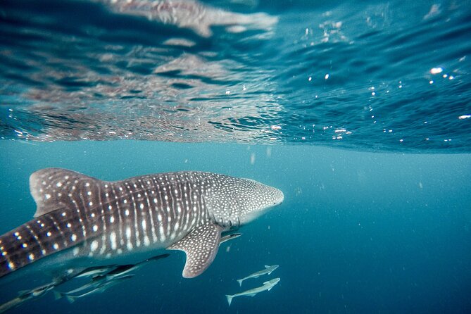 Whale Shark Adventure with a Marine Biologist - Starting Point and Schedule at Playa SN-C RESTAURANT BAR LA COSTA