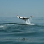 Whale Shark and Snorkeling Adventure from Isla Holbox - Searching for the Whale Sharks: The Heart of the Trip