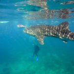 Whale Shark Encounter Experience in Cancun (Snack Lunch included) - The Excursion from Punta Sam to Whale Shark Habitat