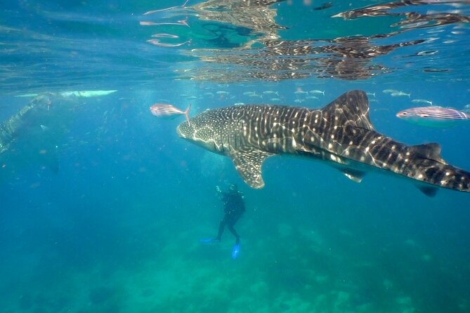 Whale Shark Encounter Experience in Cancun (Snack Lunch included) - The Excursion from Punta Sam to Whale Shark Habitat