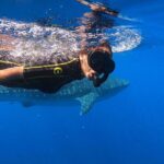 Whale Shark Encounter Full-Day all inclusive Tour from Riviera Maya - Departure from Playa del Carmen and Cancun Hotels