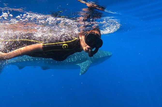 Whale Shark Encounter Full-Day all inclusive Tour from Riviera Maya - Departure from Playa del Carmen and Cancun Hotels