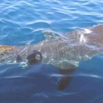Whale Shark Group Adventure from Isla Holbox - Meeting Point and Timing for the Whale Shark Tour