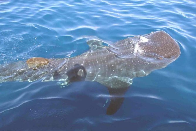 Whale Shark Group Adventure from Isla Holbox - Meeting Point and Timing for the Whale Shark Tour