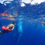 Whale Shark & Manta Ray Snorkel -(May-Sept) Only 10pp per Boat - Meeting Point and Departure Details