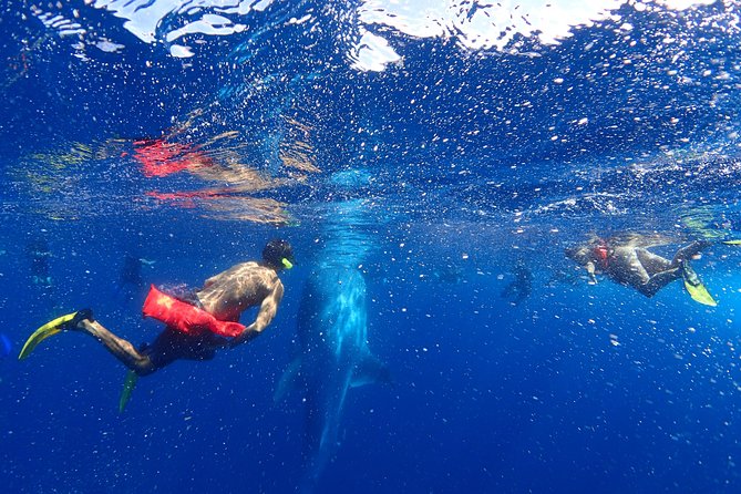 Whale Shark & Manta Ray Snorkel -(May-Sept) Only 10pp per Boat - Meeting Point and Departure Details