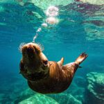 Whale Shark & Sea Lion Snorkeling Picnic at Espiritu Santo Island - Starting Point and Duration of the Tour in La Paz