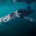 Whale Shark snorkeling tour in a reduced group with local marine biologist - What to Expect During the 3-Hour Snorkeling Adventure