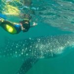 Whale Shark Swim Adventure in La Paz - What’s Included in the Whale Shark Tour