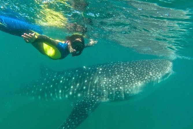 Whale Shark Swim Adventure in La Paz - What’s Included in the Whale Shark Tour